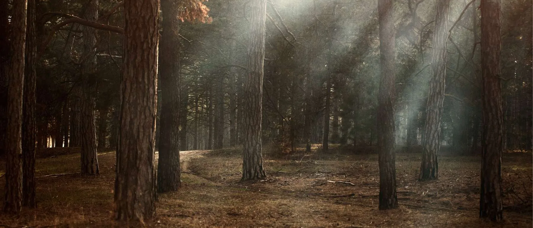 Low light cutting through a stand of tall pines on the wooded property at Black Barn Ridge